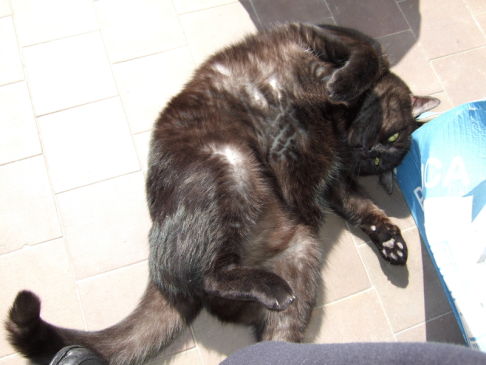 Picture of a cat / kitten / feline