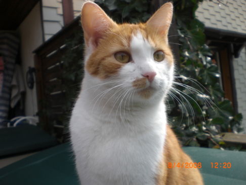 Picture of a cat / kitten / feline