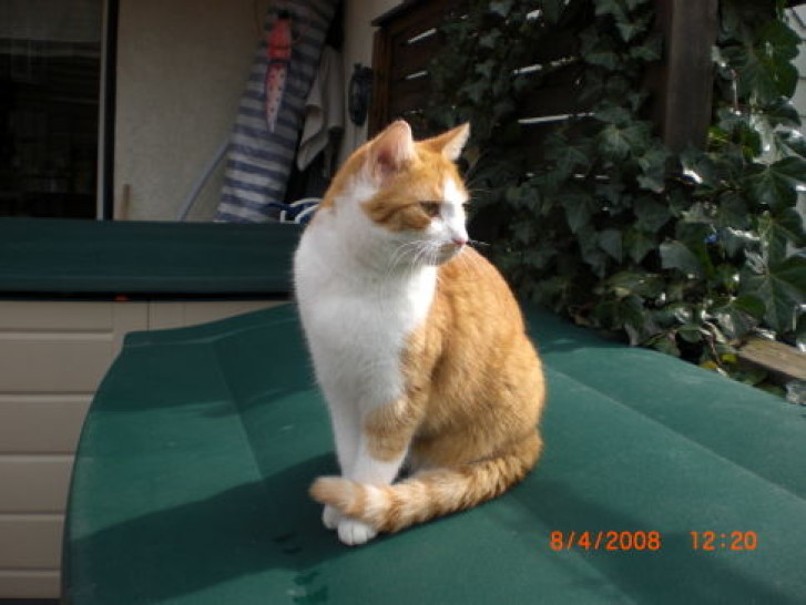 Picture of a cat / kitten / feline