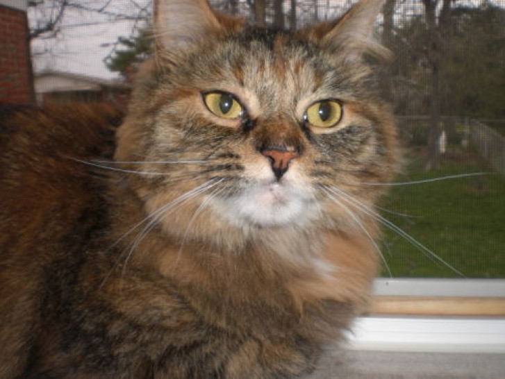 Picture of a cat / kitten / feline