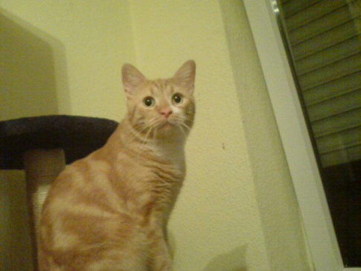 Picture of a cat / kitten / feline