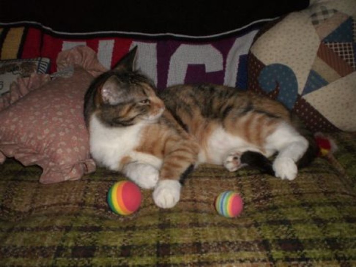 Picture of a cat / kitten / feline