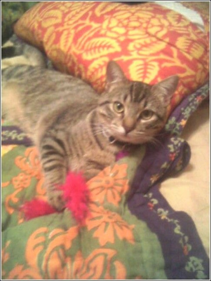 Picture of a cat / kitten / feline