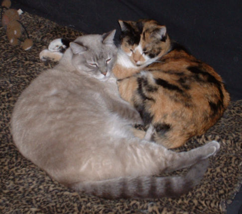 Picture of a cat / kitten / feline