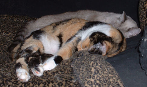 Picture of a cat / kitten / feline