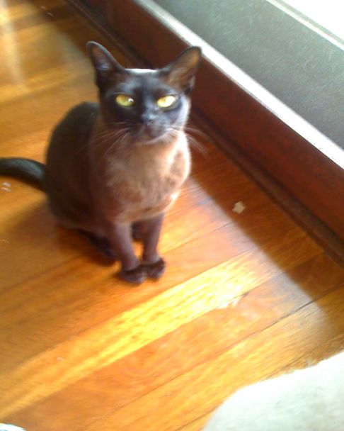 Picture of a cat / kitten / feline