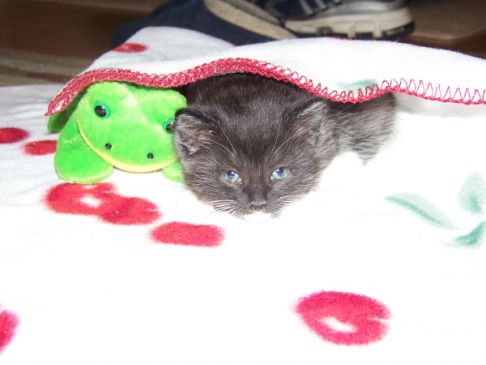 Picture of a cat / kitten / feline