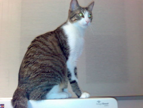 Picture of a cat / kitten / feline