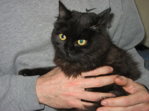 Picture of a cat / kitten / feline