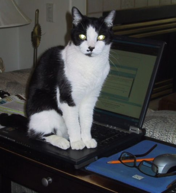 Picture of a cat / kitten / feline