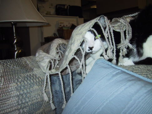 Picture of a cat / kitten / feline