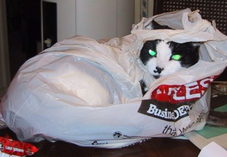 Picture of a cat / kitten / feline