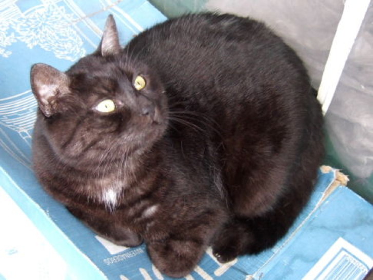 Picture of a cat / kitten / feline