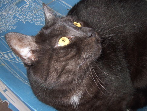 Picture of a cat / kitten / feline