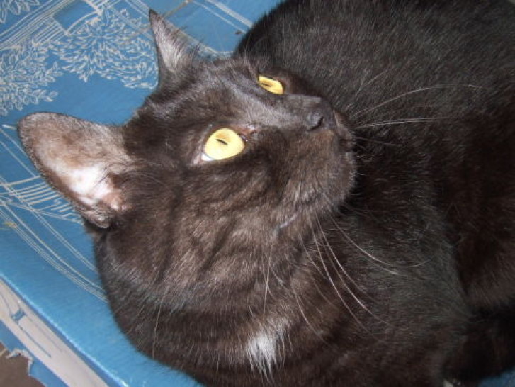 Picture of a cat / kitten / feline