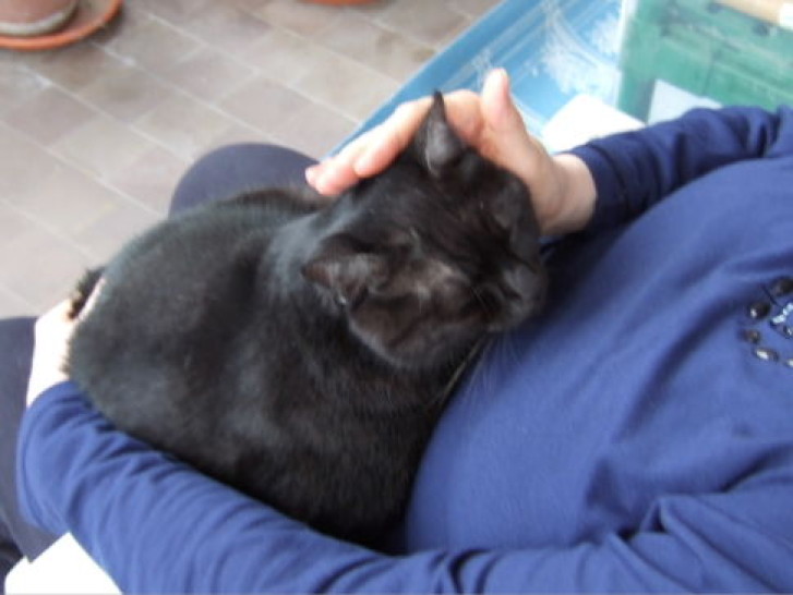 Picture of a cat / kitten / feline