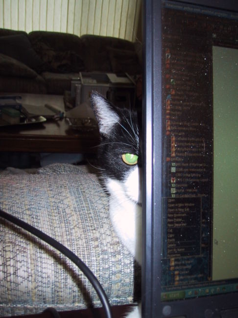 Picture of a cat / kitten / feline