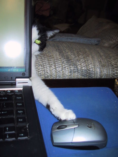 Picture of a cat / kitten / feline