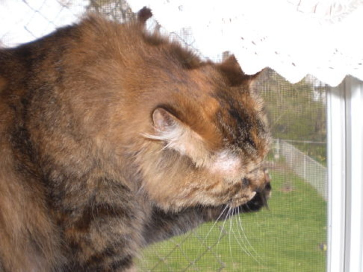 Picture of a cat / kitten / feline