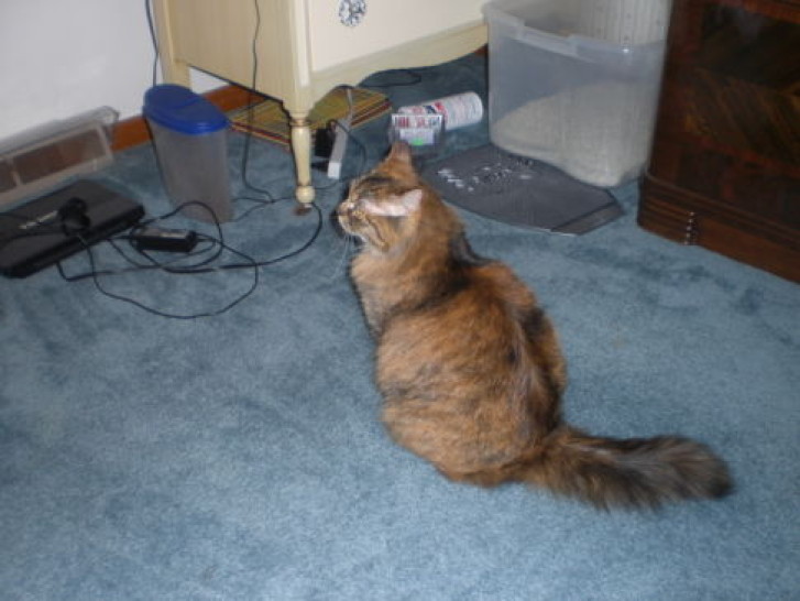 Picture of a cat / kitten / feline