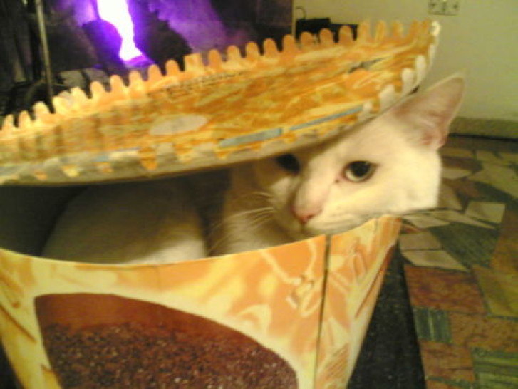 Picture of a cat / kitten / feline