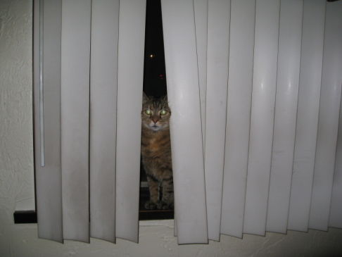 Picture of a cat / kitten / feline