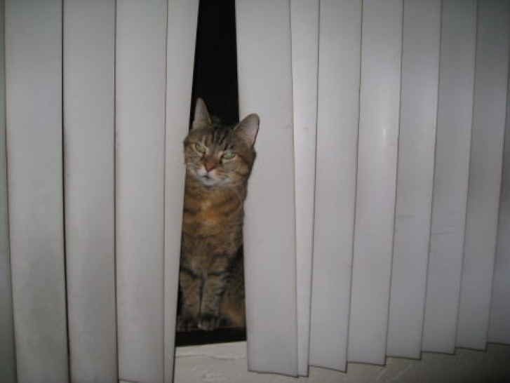 Picture of a cat / kitten / feline