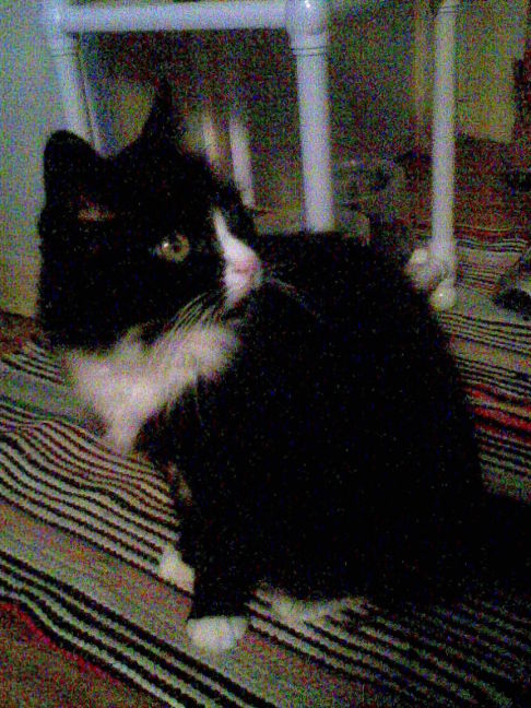 Picture of a cat / kitten / feline