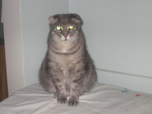 Picture of a cat / kitten / feline