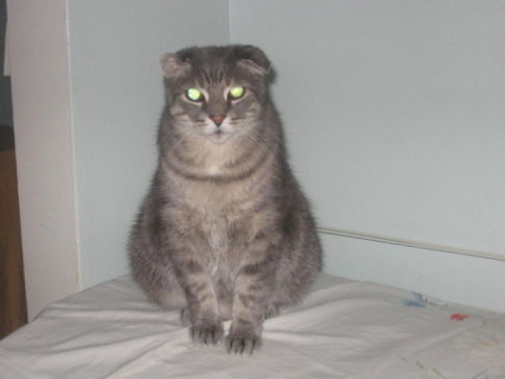 Picture of a cat / kitten / feline