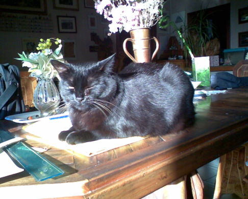 Picture of a cat / kitten / feline