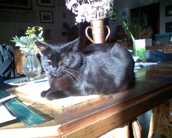 Picture of a cat / kitten / feline