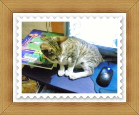 Picture of a cat / kitten / feline