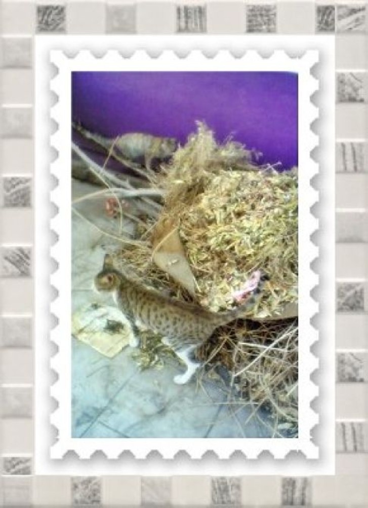 Picture of a cat / kitten / feline