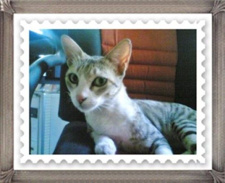 Picture of a cat / kitten / feline