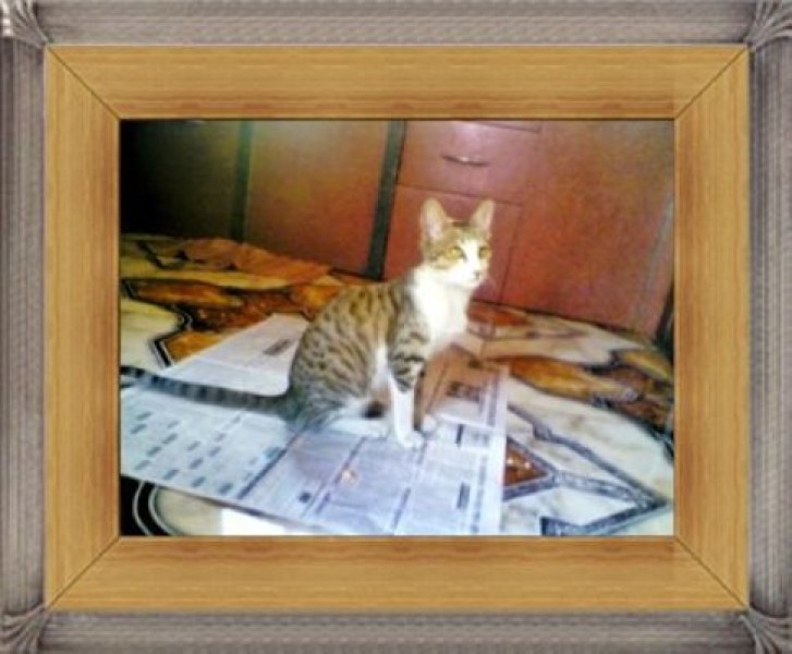 Picture of a cat / kitten / feline