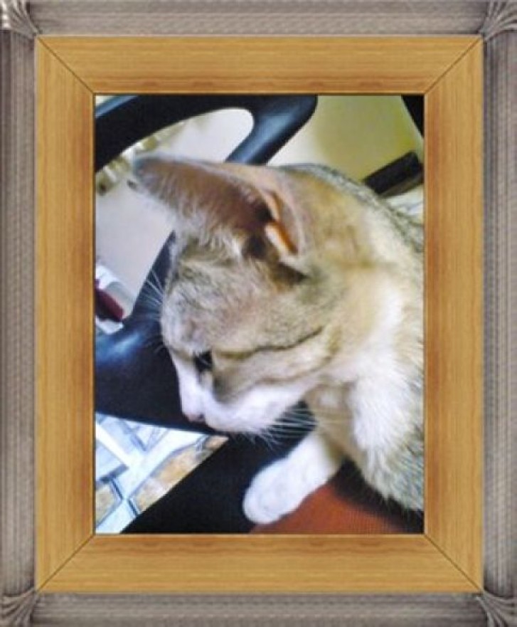 Picture of a cat / kitten / feline