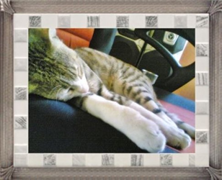 Picture of a cat / kitten / feline