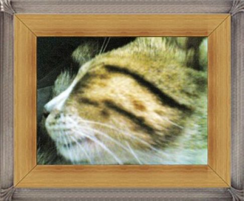 Picture of a cat / kitten / feline