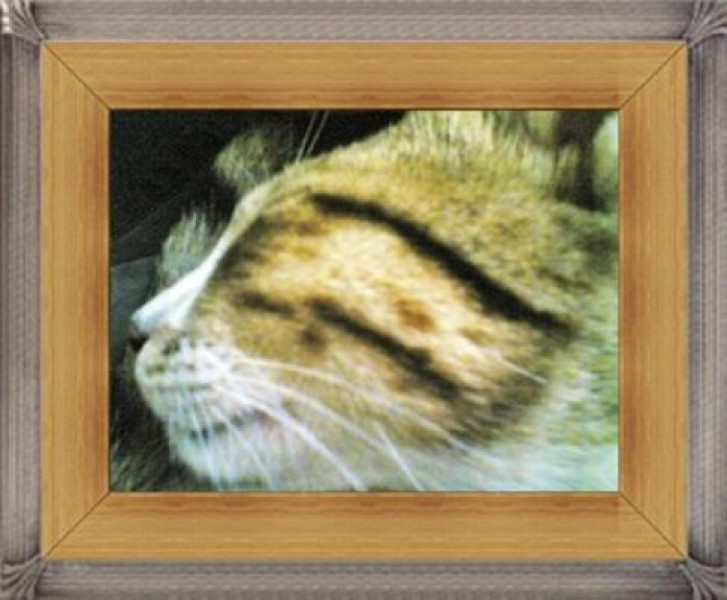 Picture of a cat / kitten / feline