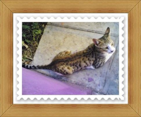 Picture of a cat / kitten / feline