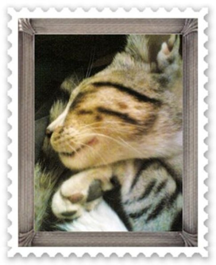 Picture of a cat / kitten / feline