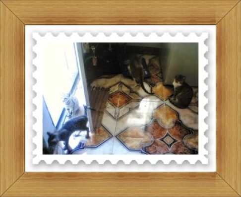 Picture of a cat / kitten / feline