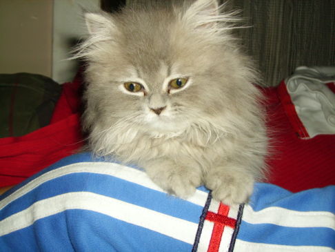 Picture of a cat / kitten / feline