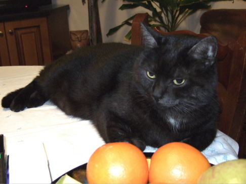 Picture of a cat / kitten / feline