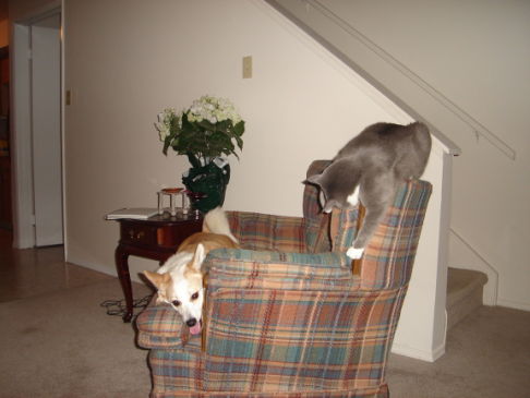 Picture of a cat / kitten / feline