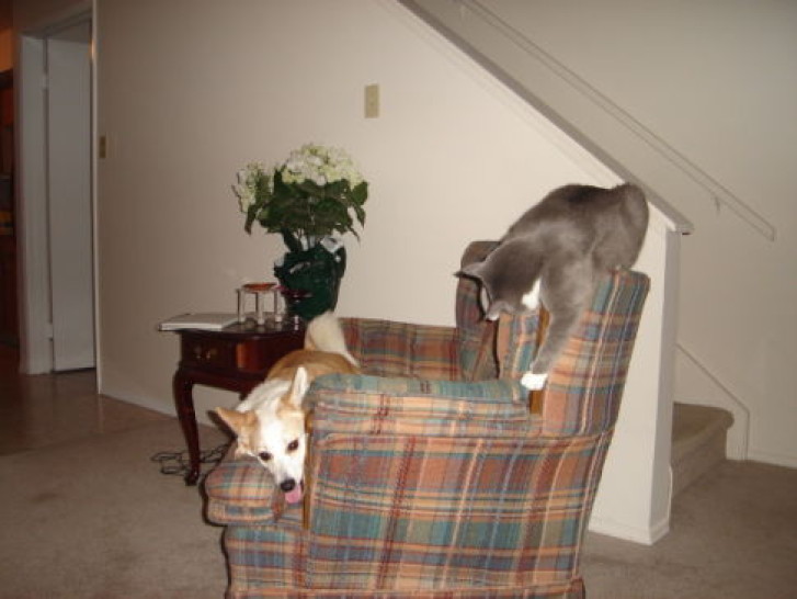 Picture of a cat / kitten / feline