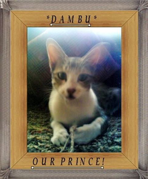 Picture of a cat / kitten / feline