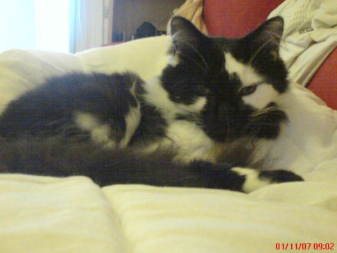 Picture of a cat / kitten / feline