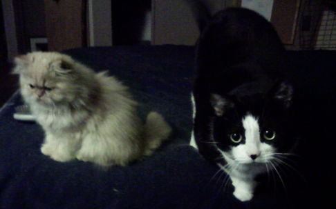 Picture of a cat / kitten / feline